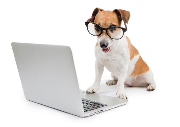 dog using computer