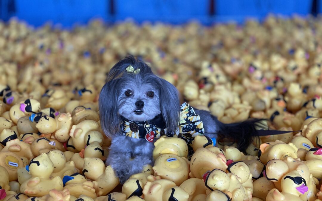 Thank you for making our 2nd Annual Desert Duck Derby a success! (Watch the Replay)