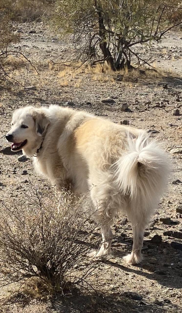 dog smiling outside in the desert