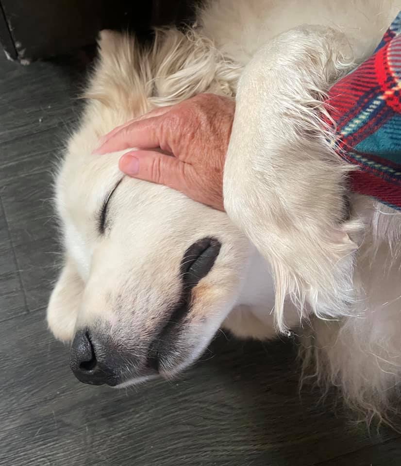 Great Pyrenees being pet on the face