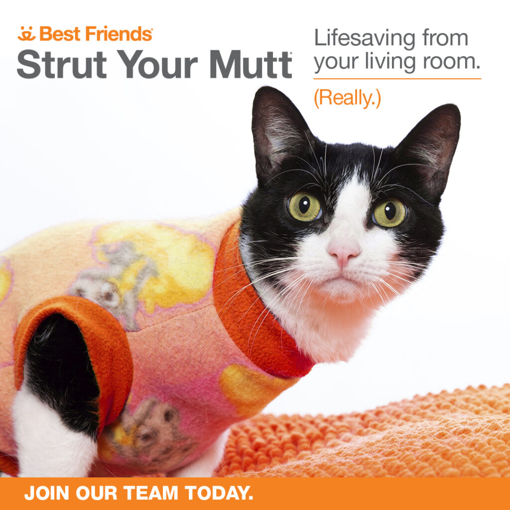 Strut Your Mutt Cat Join our Team