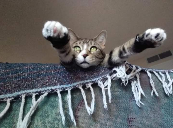 Lulu paws stretched out on the bed