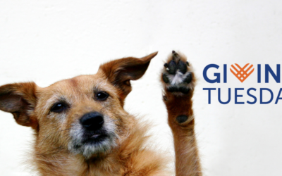 Help Us Reach Our $5,000 Match Goal for GivingTuesday This Year!