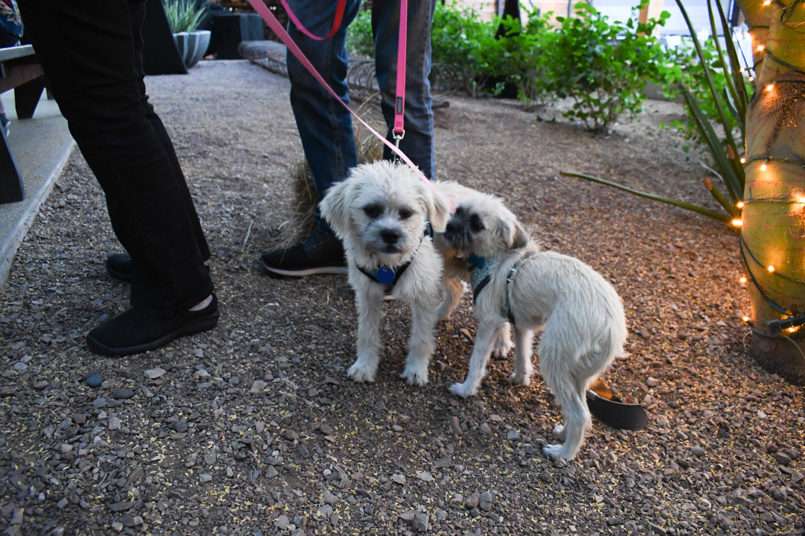 two small white dogs on leashes