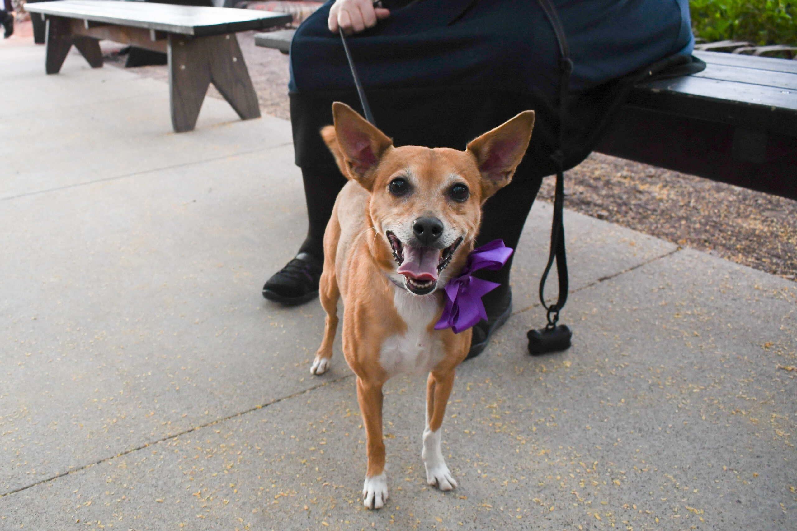 medium-sized brown and white dog smiling at the camera and wearing a purple bow tie
