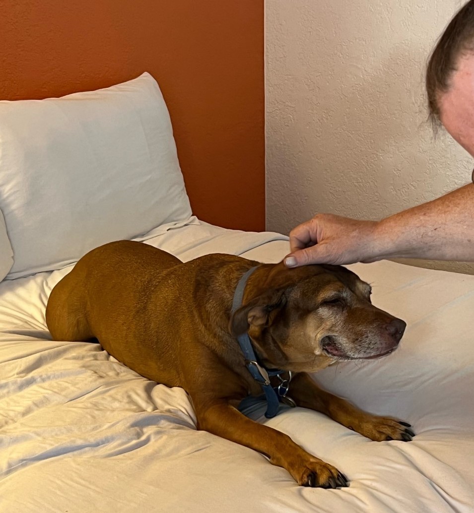 dog smiling and being pet by owner