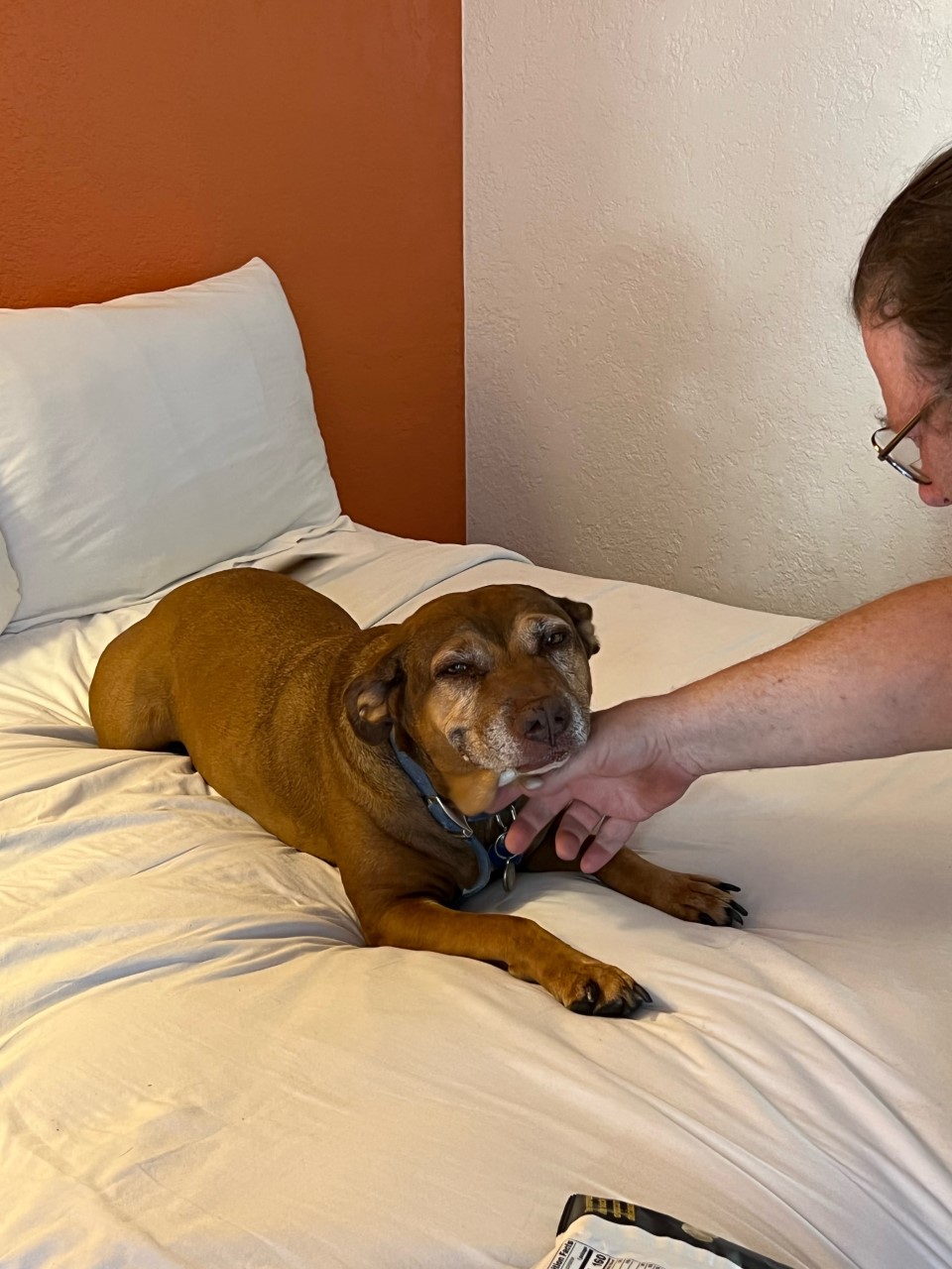 dog looking at camera while man scratches her chin
