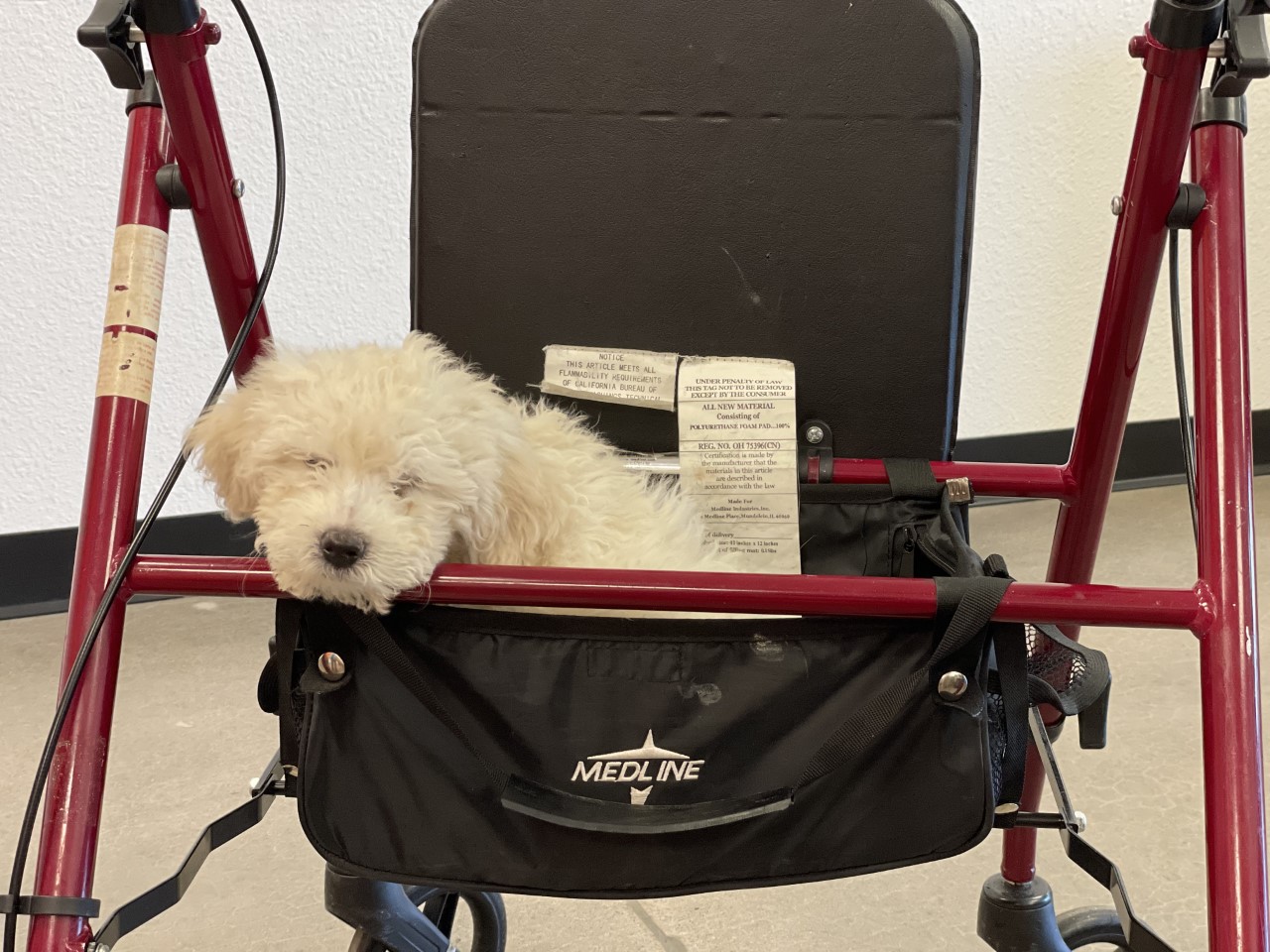 small white dog asleep in walker