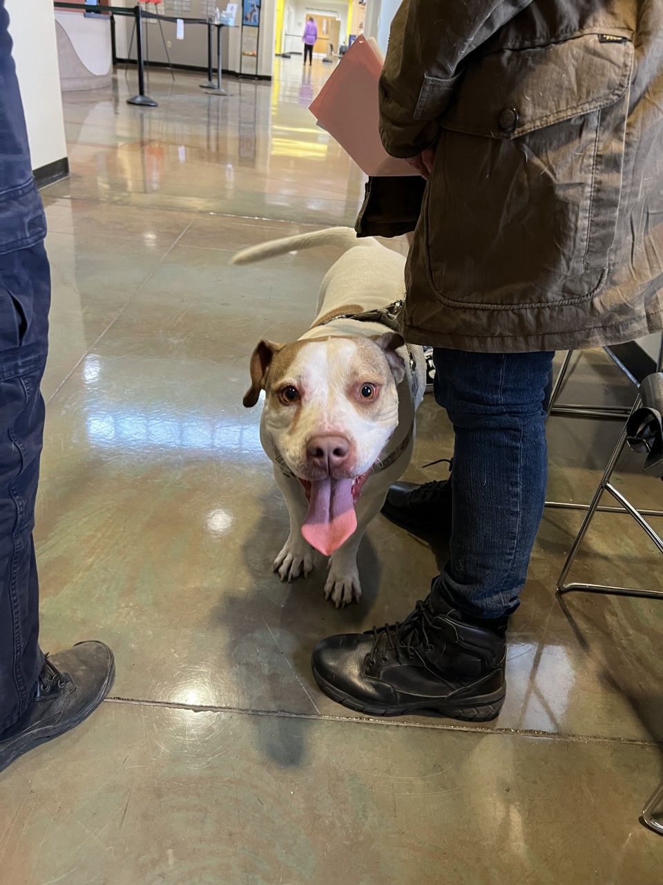 dog smiling and standing next to his owner