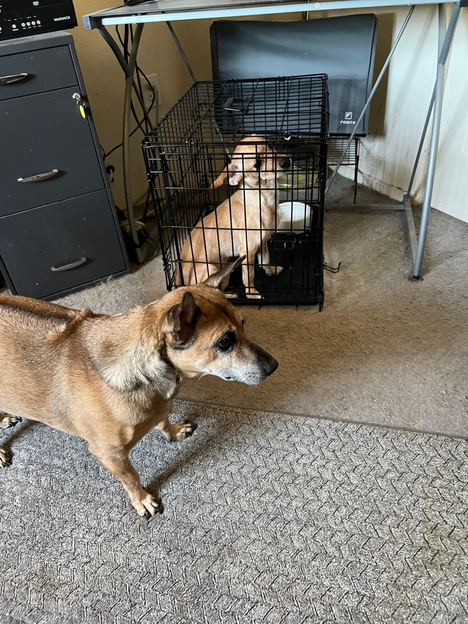 two small dogs together in their home