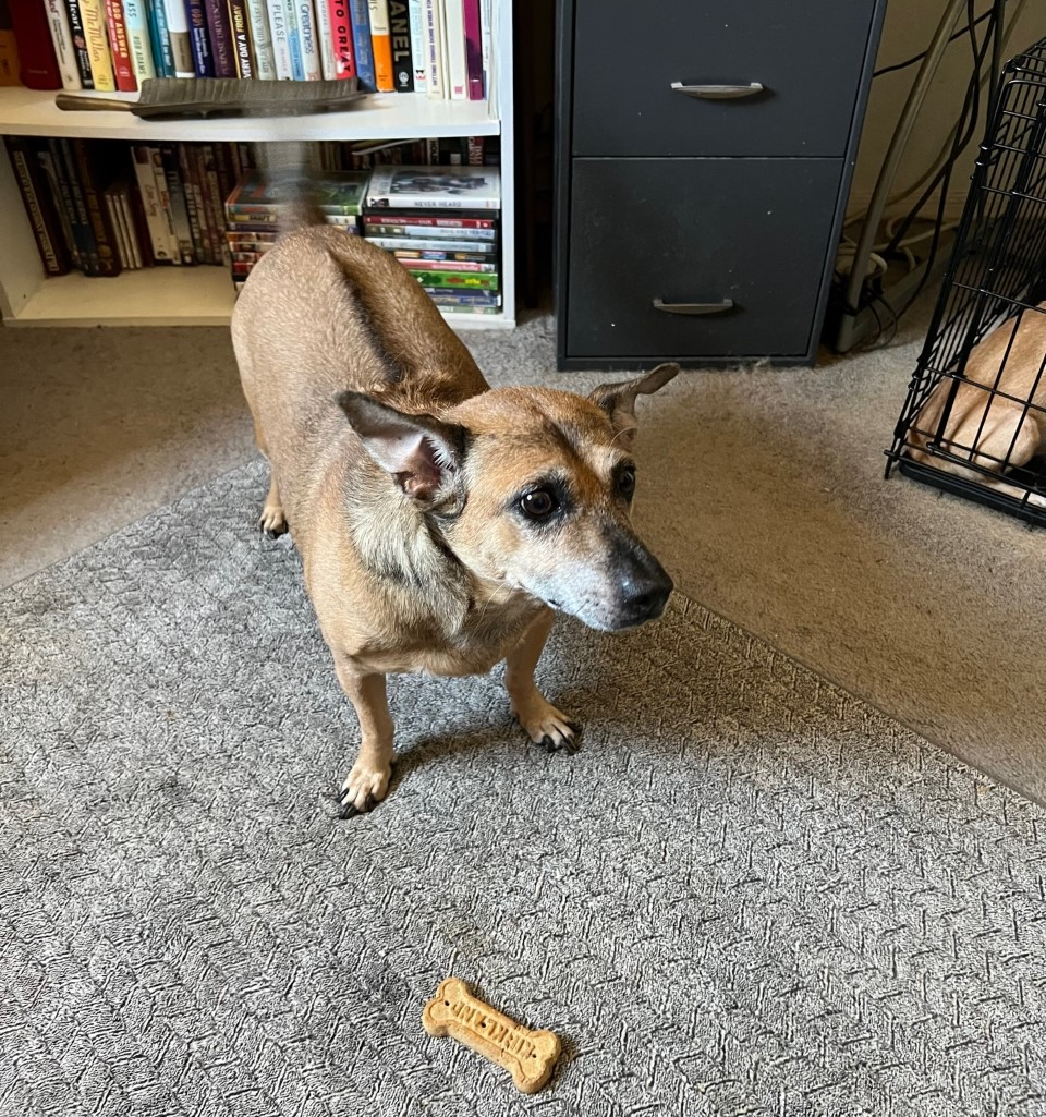 small dog standing in front of dog treat