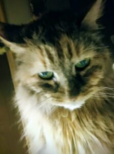 cat with piercing green eyes looking toward the camera