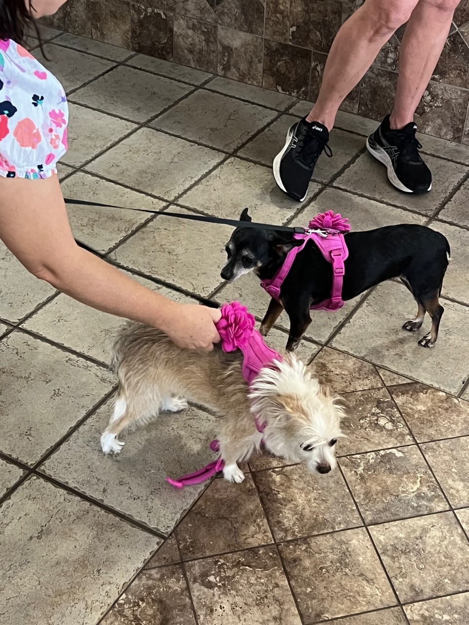 two small dogs wearing matching harnesses