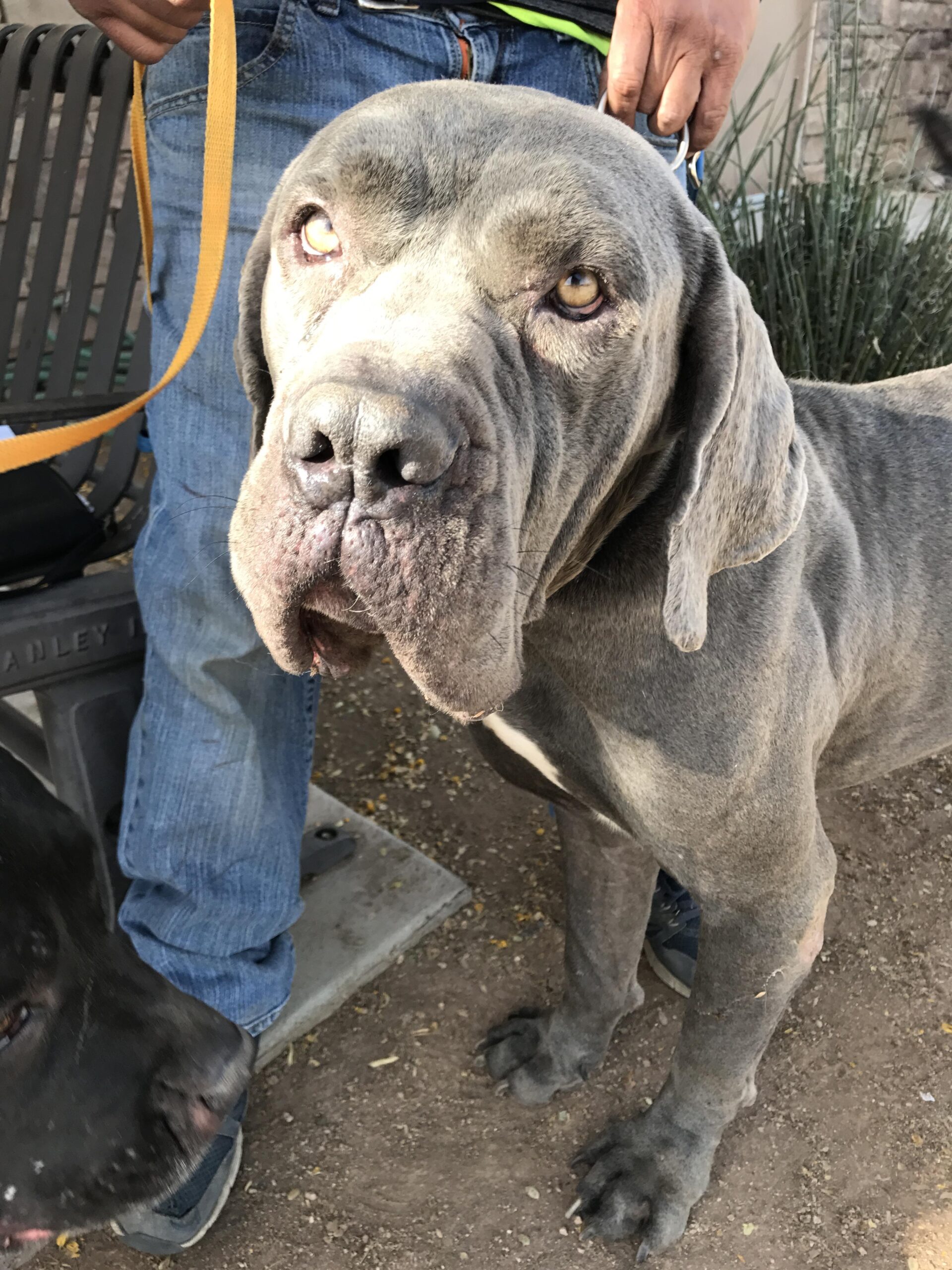 large grey dog looking at the camera