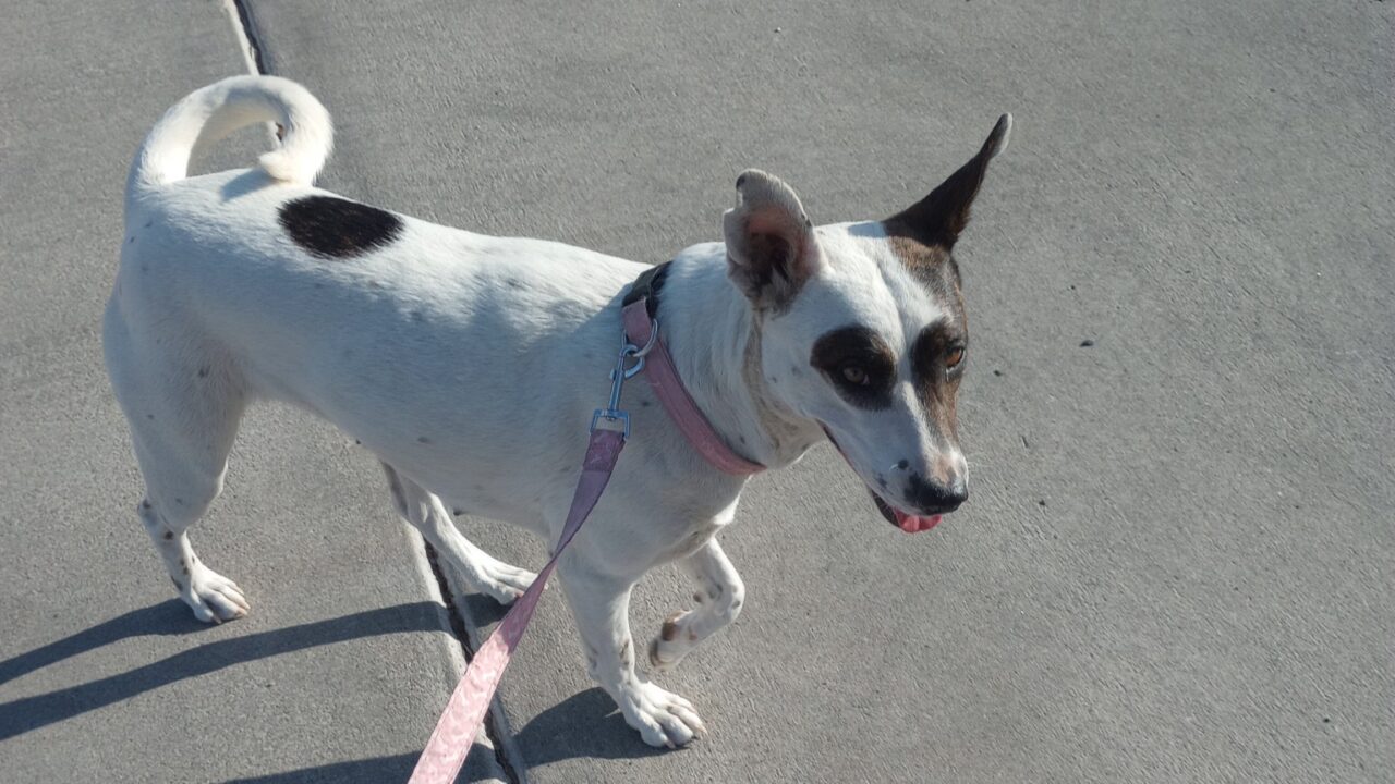 Baby Gurl in Bullhead City Thanks You! The Arizona Pet Project