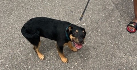 dog smiling at the camera