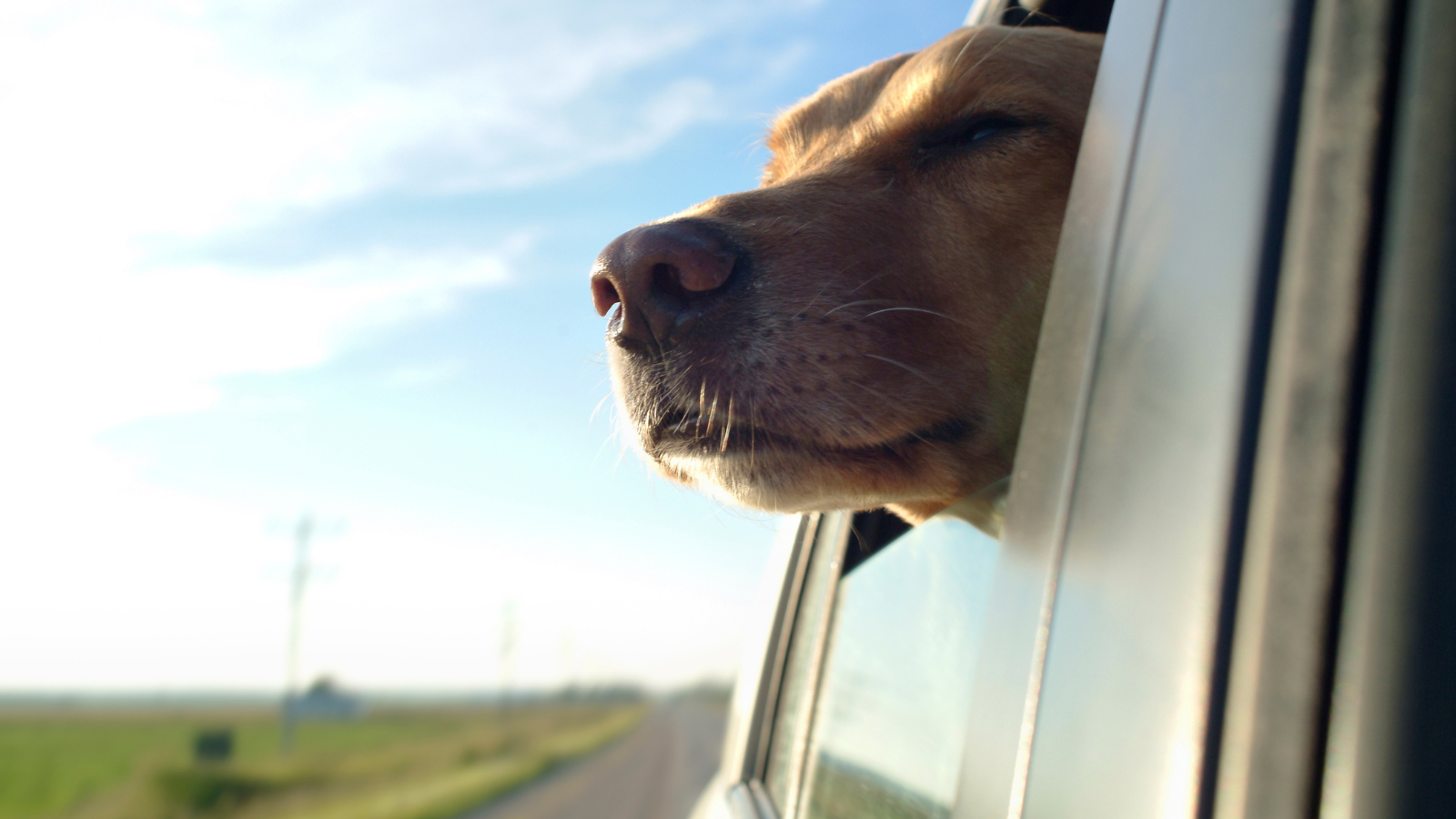 Dog with its head out the window