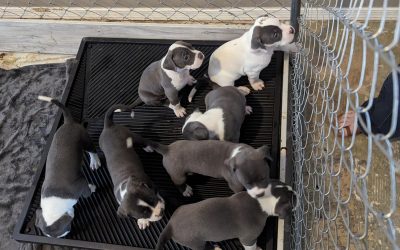 These 8 Puppies Thank You!
