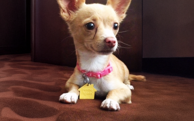 The Story of Nick and Cleo