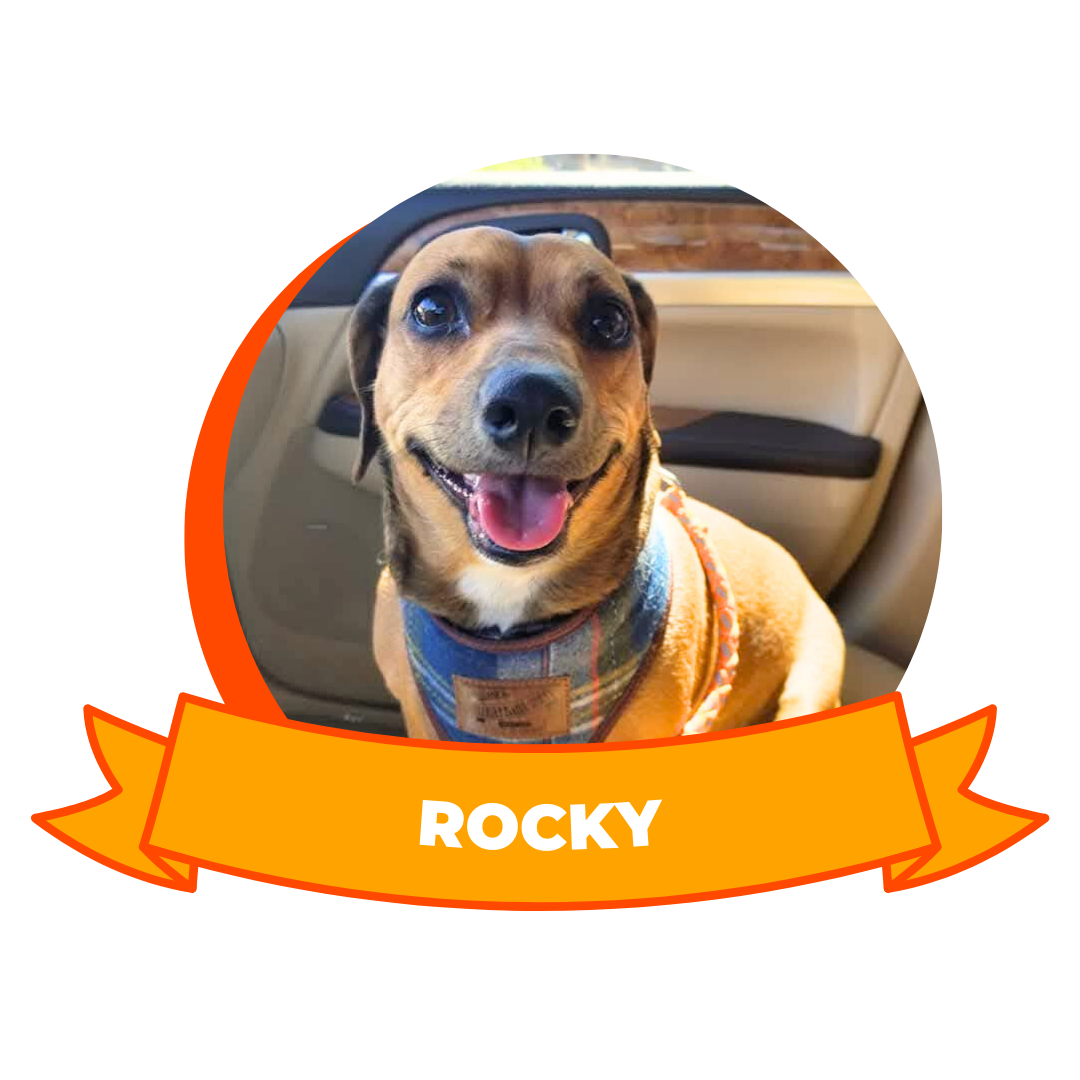 HERO 2026 Loyal Companion - Rocky