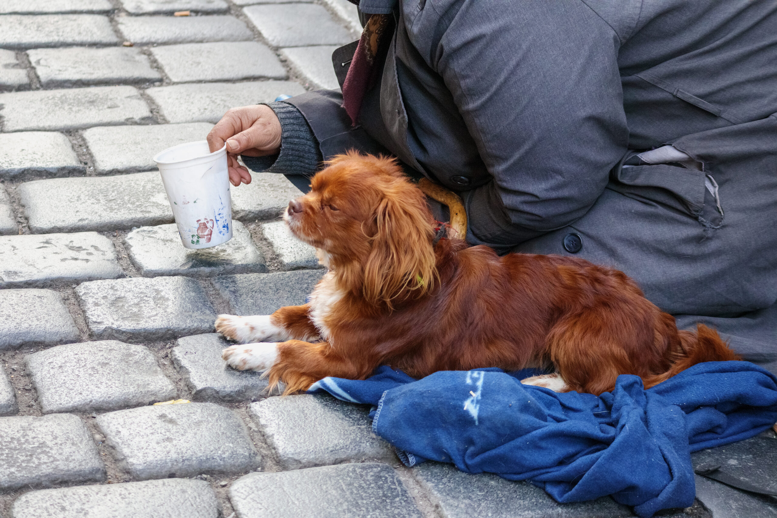 a person with a dog is sitting on a city street